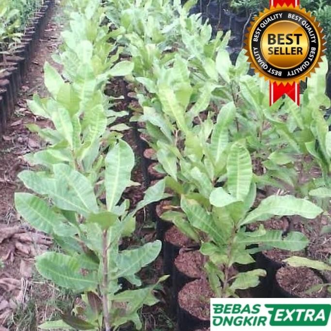 

Terlaris Paket 5 Bibit Jambu Air Tinggi 1 Meter (Bisa Request Jenisnya)