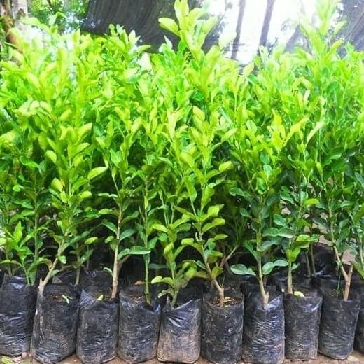 

Terlaris ~[Dijual] Bibit Tanaman Buah Jeruk Nipis Kondisi Berbuah Bibit Jeruk