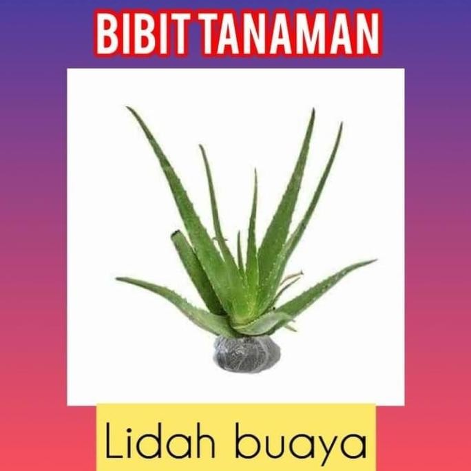 

Terlaris Bibit Lidah Buaya