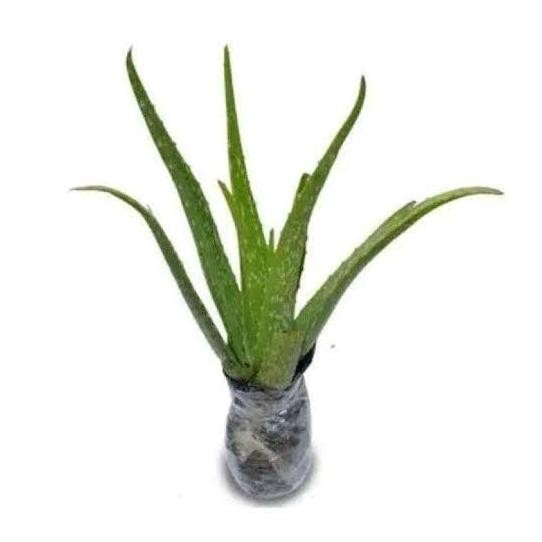 

Terlaris Bibit Aloe Vera Bibit Lidah Buaya Siap Tanam