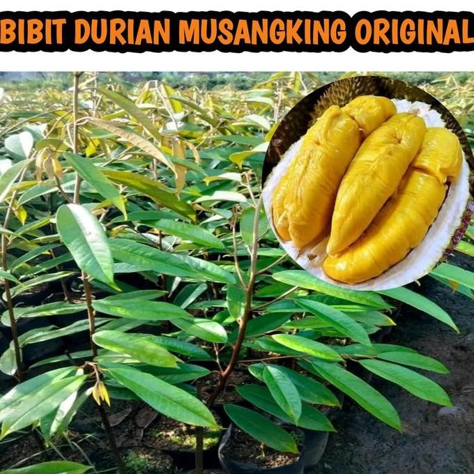

Terlaris Bibit Durian Musangking Okulasi Original