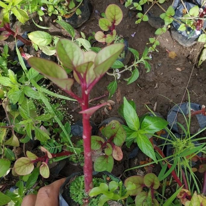 

Terlaris Paket 3 Bibit Tanaman Binahong Merah-Mint-Rosemary
