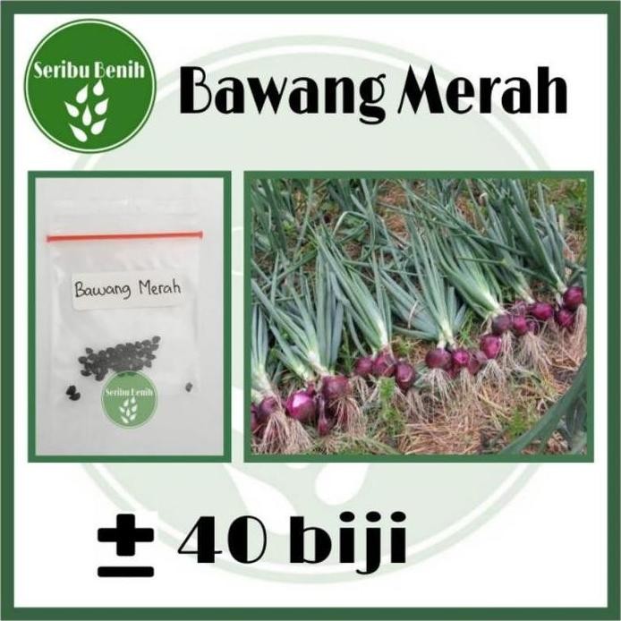 

Terlaris Terlaris!! 40 Benih Bawang Merah Unggul Lokananta - Bibit Tanaman