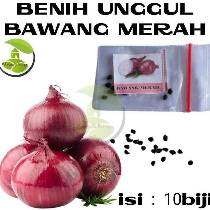 

Terlaris Benih Bibit Bawang Merah
