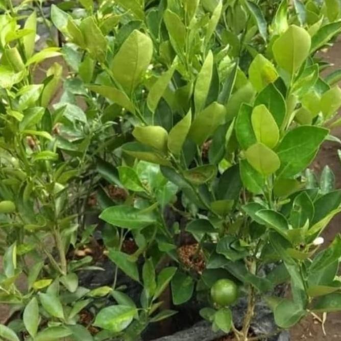 

Terlaris Pohon Jeruk Nipis / Jeruk Kip - Bibit Tanaman Pohon Buah Jeruk Nipis Laris