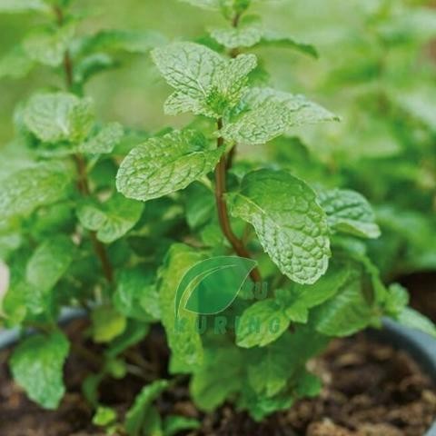 

Terlaris Best Bibit Tanaman Daun Mint Herbal