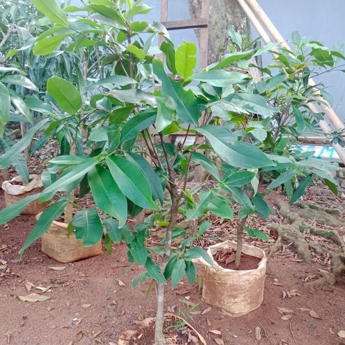 

Terlaris Bibit Jambi Air Dalhari Pernah Buah/Pohon Jambu Air Dalhari Berbuah