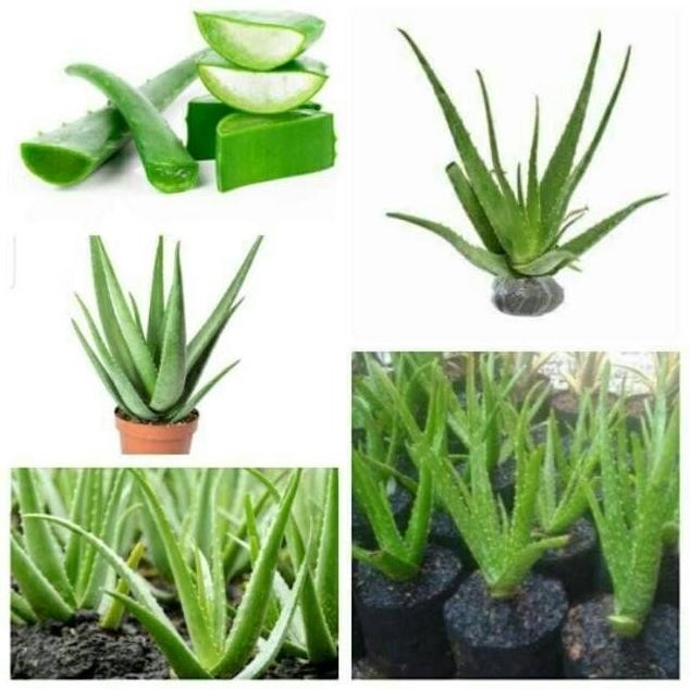 

Terlaris Bibit Tanaman Lidah Buaya Aloe Vera 1 Buah