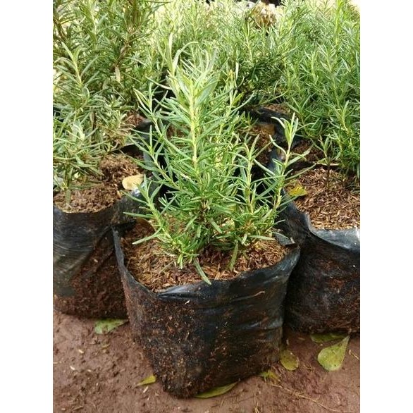 

Terlaris Bibit Tanaman Rosemary - Pohon Daun Dan Bunga Herbal Bumbu Masak Eeee