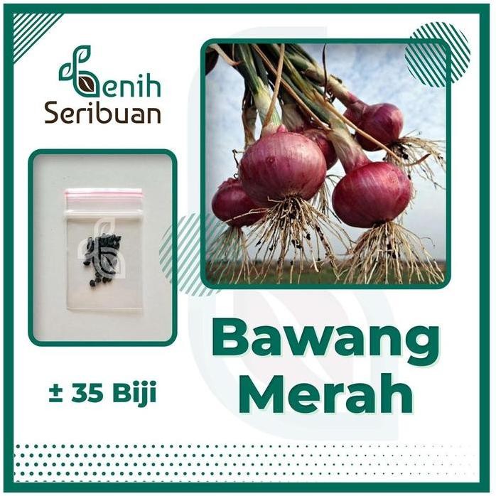 

Terlaris 35 Benih Bawang Merah Lokananta Cap Panah Merah - Bibit Tanaman Sayur