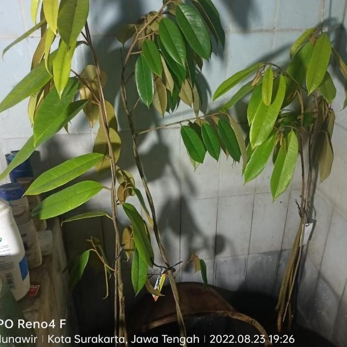 

Terlaris Bibit Durian Paket 3 Jenis Musangking,Bawor,Duri Hitam