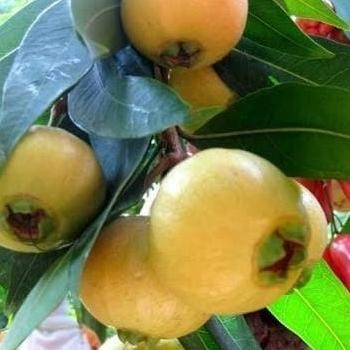 

Terlaris Terlaris Bibit Tanaman Buah Jambu Air Mawar Si Wangi