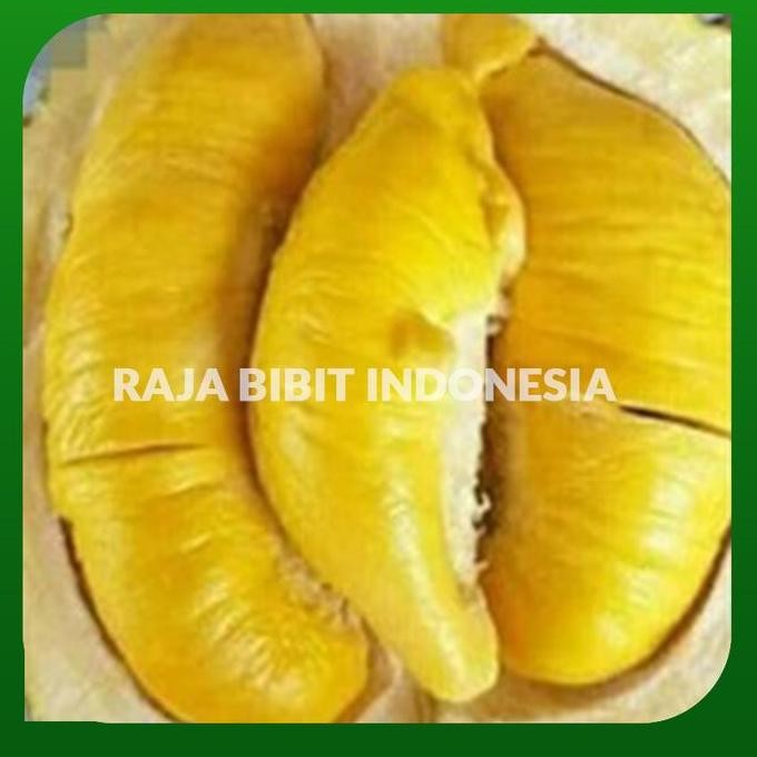 

Terlaris Bibit Durian Simas Jumbo
