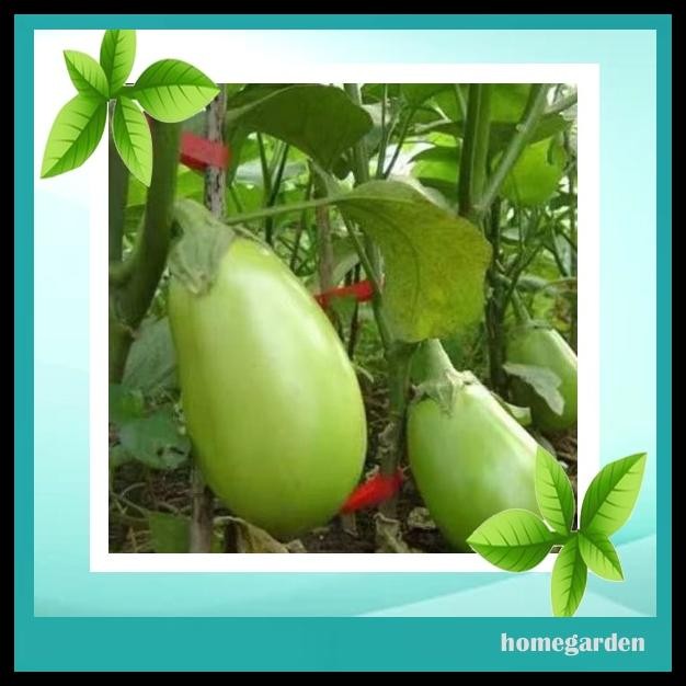 BENIH TERONG HIJAU JUMBO BIBIT TANAMAN SAYURAN BIBIT TERONG UNGGUL