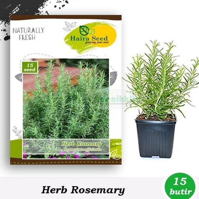 

Terlaris Alat Pertanian Taman Garden Benih-Bibit Herba Rosemary (Haira Seed)
