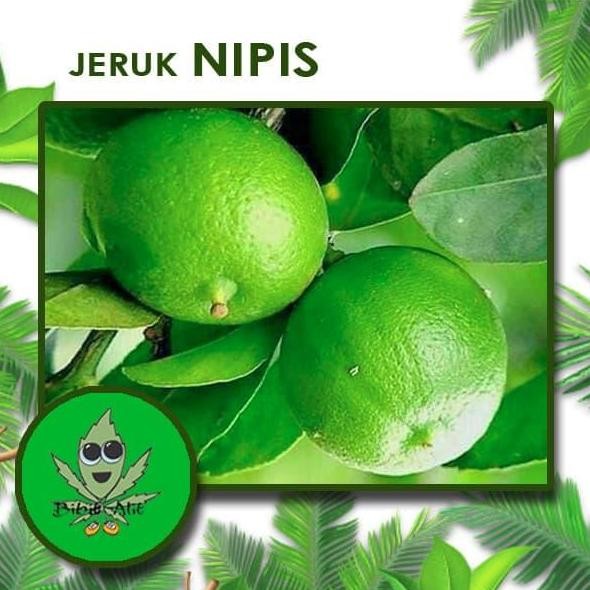 

Terlaris Bibit Jeruk Nipis