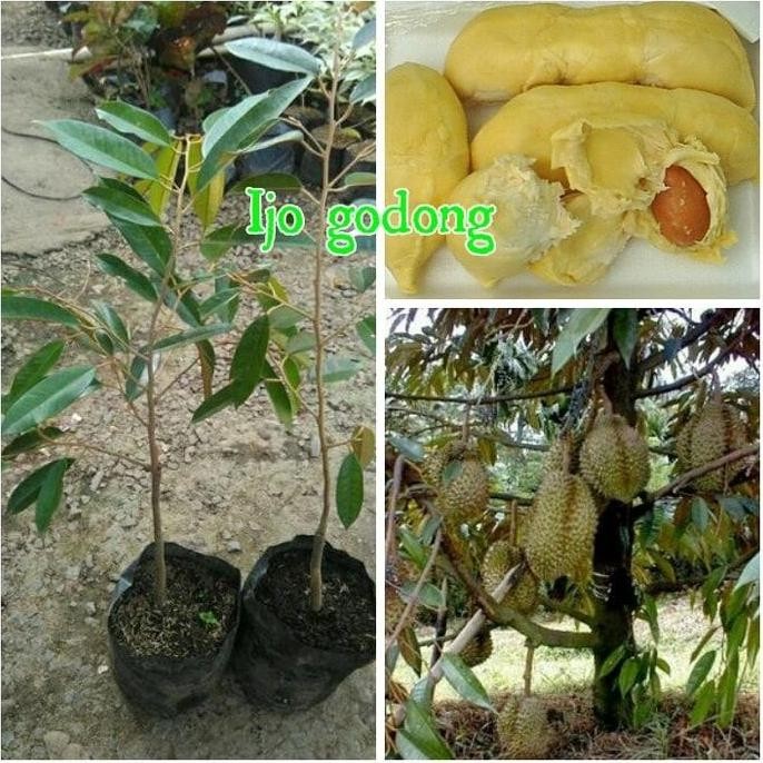 

Terlaris Tanaman Bibit Durian Bangkok