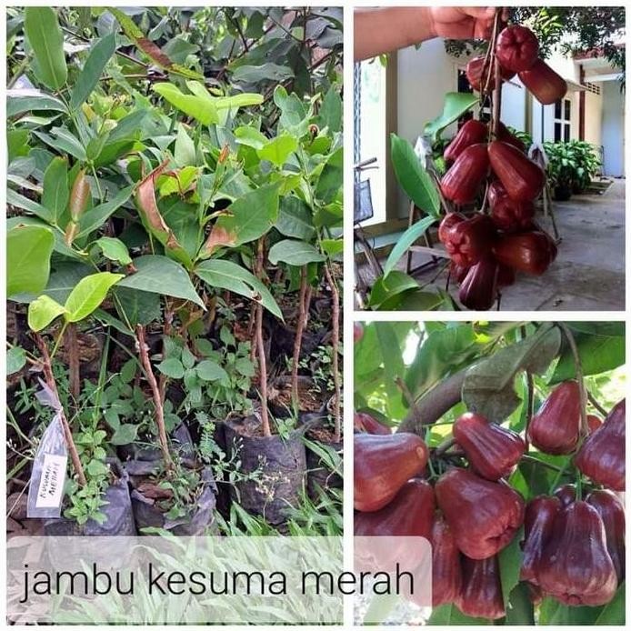 

Terlaris Bibit Jambu Air Kesuma Merah Okulasi Dijamin Berbuah Murah