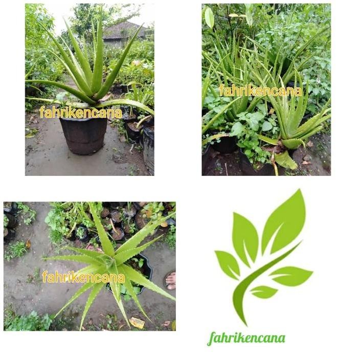 

Terlaris Bibit Tanaman Lidah Buaya(Aloe Vera)