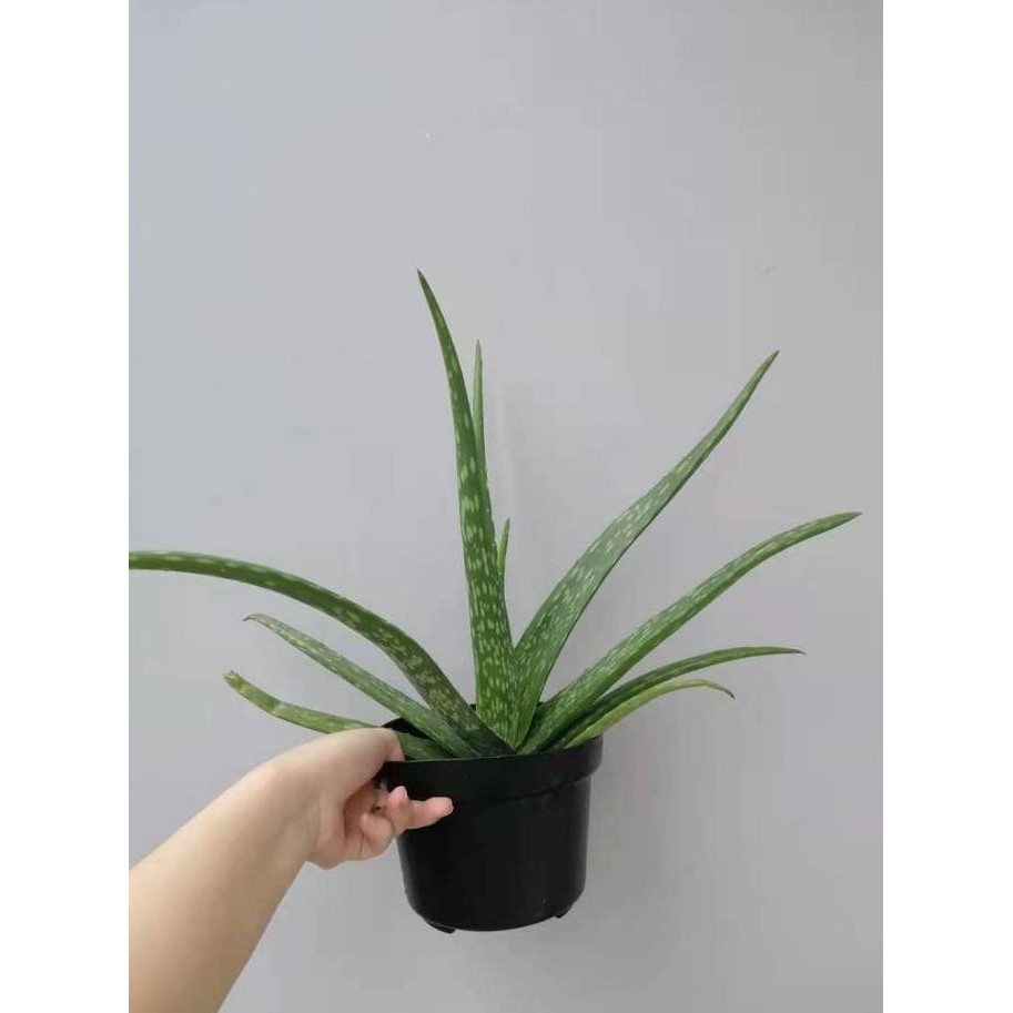 

Terlaris Tanaman Benih Bibit Lidah Buaya Aloe Vera - Sudah Ada Akar Sehat