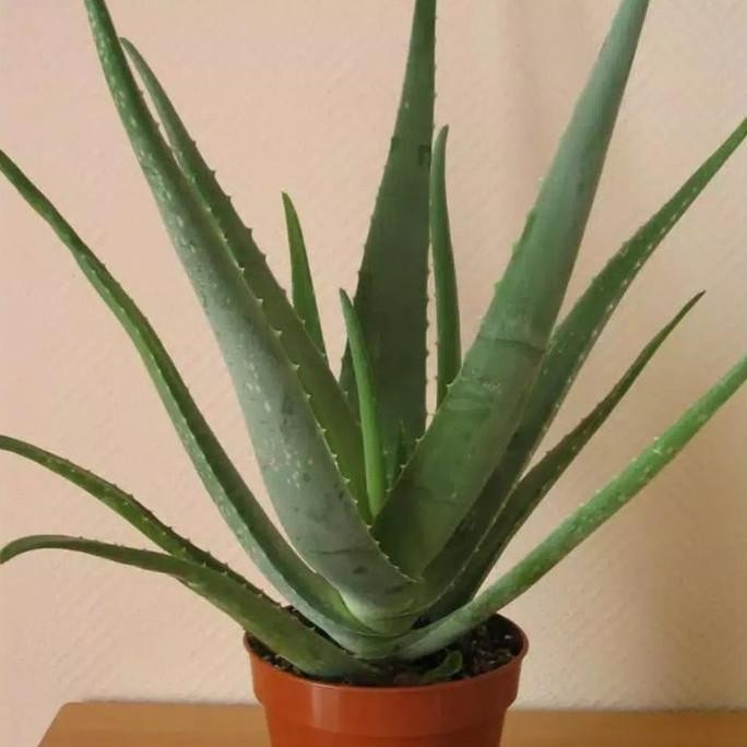 

Terlaris Bibit Tanaman Herbal Lidah Buaya(Aloe Vera)