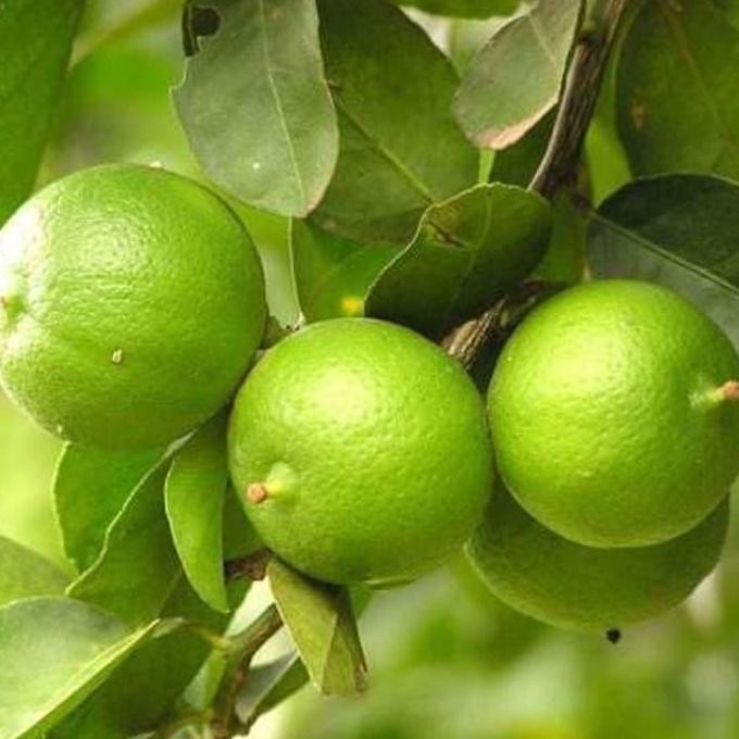 

Terlaris Bibit Jeruk Nipis