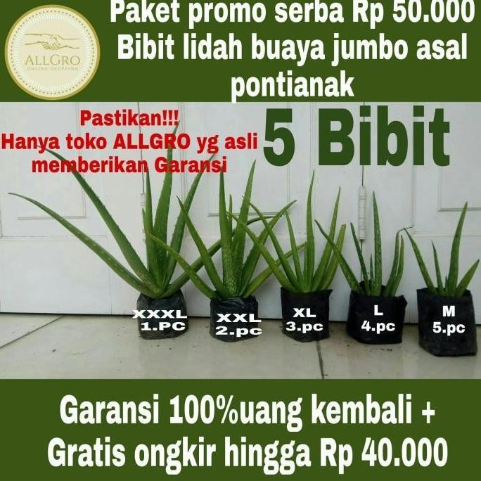 Terlaris Bibit Lidah Buaya Jumbo Pontianak
