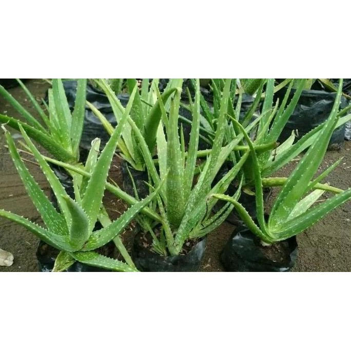 

Terlaris Bibit Tanaman Lidah Buaya Aloe Vera - Siap Tanam