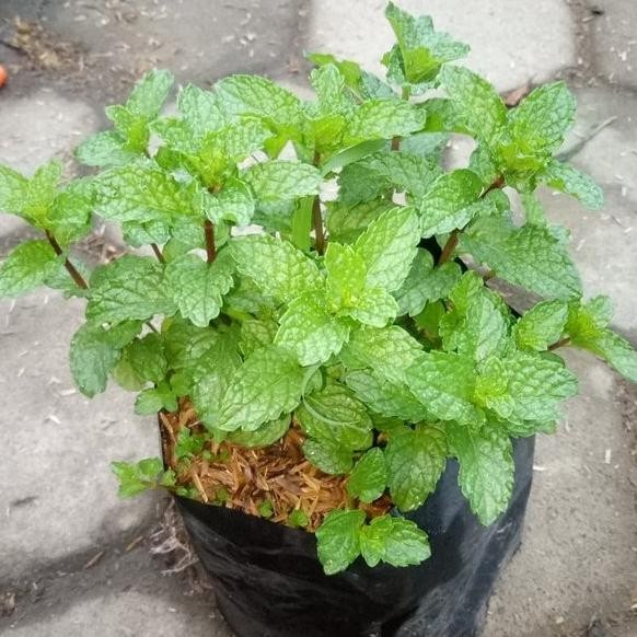 

Terlaris Bibit Tanaman Mint Bibit Daun Mint Bibit Peppermint Pohon Mint