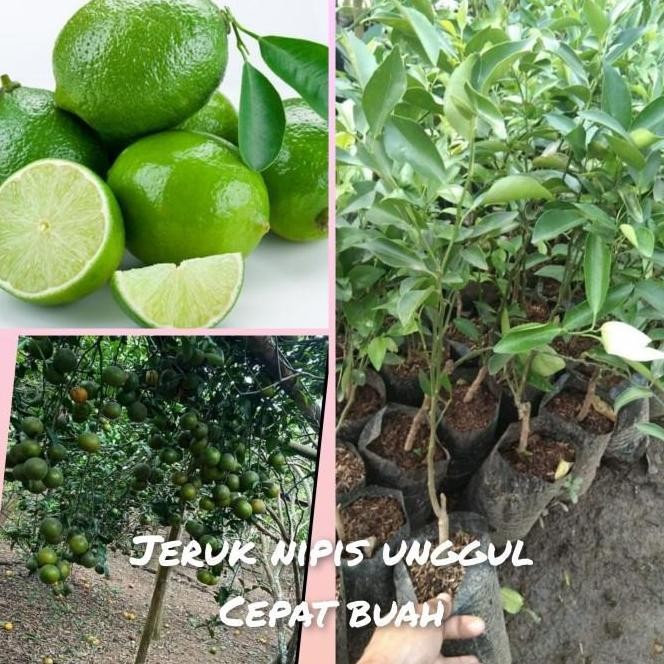 

Terlaris Obral Bibit Jeruk Nipis Unggul Super Pohon Buah Jeruk Nipis Atzz