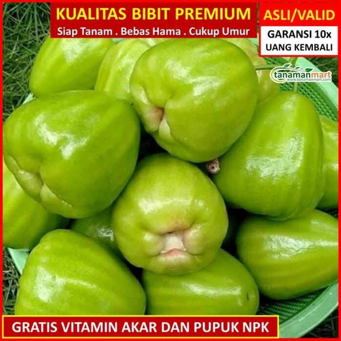 

Terlaris Fres Bibit Tanaman Buah Jambu Air Kiojok Unggul Bergaransi Valid