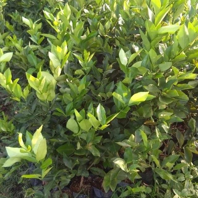 

Terlaris Obral Bibit Tanaman Buah Jeruk Nipis Super Unggul Atzx