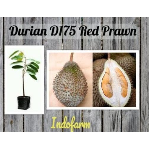 

Terlaris Tanaman Bibit Buah Durian D175 Red Prawn Kaki 1 W4Ge