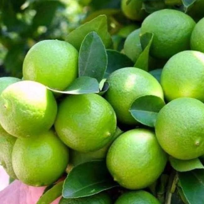 

Terlaris Baru Baru Datang Sudah Berbuah Bibit Tanaman Buah Jeruk Nipis Super Az