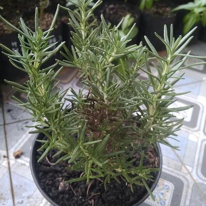 

Terlaris Bibit Rosemary