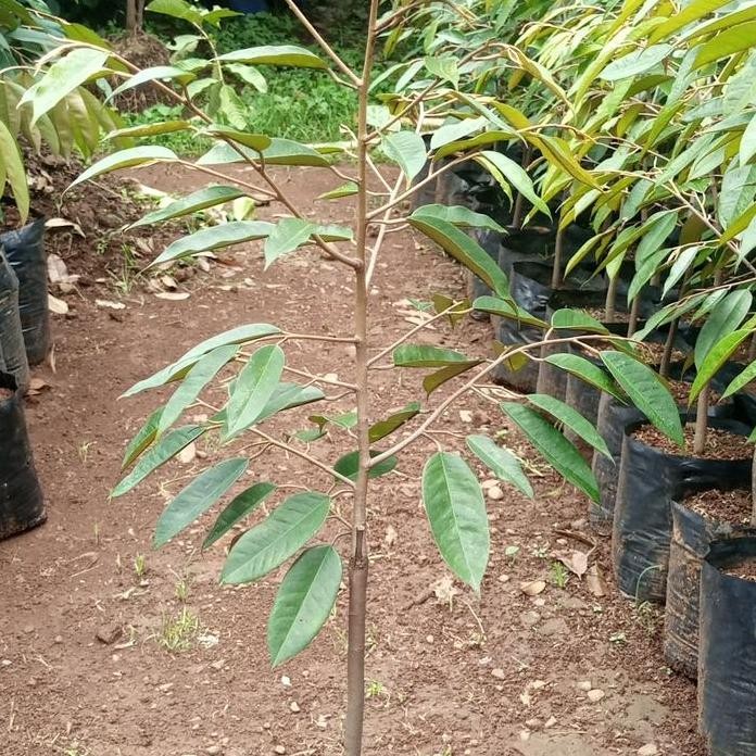 

Terlaris Bibit Durian Bawor Super