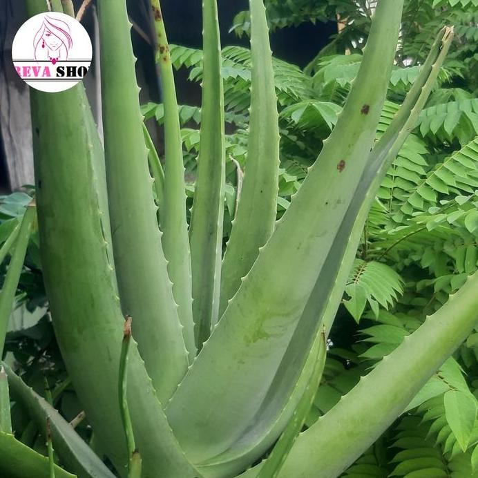 

Terlaris Bibit Tanaman Lidah Buaya Berbagai Ukuran Dan Harga Sehat Bibit Super