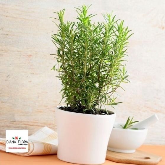 

Terlaris Tanaman Indoor Mini Rosemary Bibit Tanaman Hias Anti Nyamuk Indoor Premium