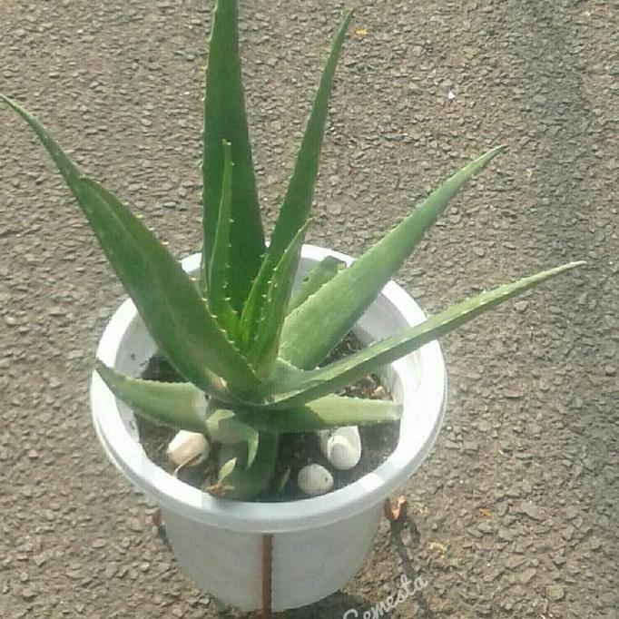 

Terlaris Tanaman Hidup Bibit Lidah Buaya Aloe Vera Dewasa Bonus Pot Plastik
