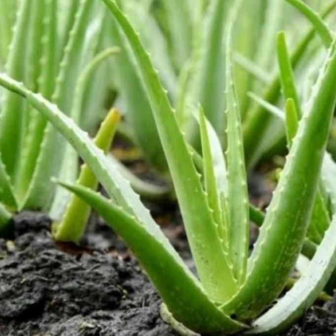

Terlaris Bibit Lidah Buaya Jumbo,Bibit Tanaman Herbal Murah,Banyak Manfaatnya,