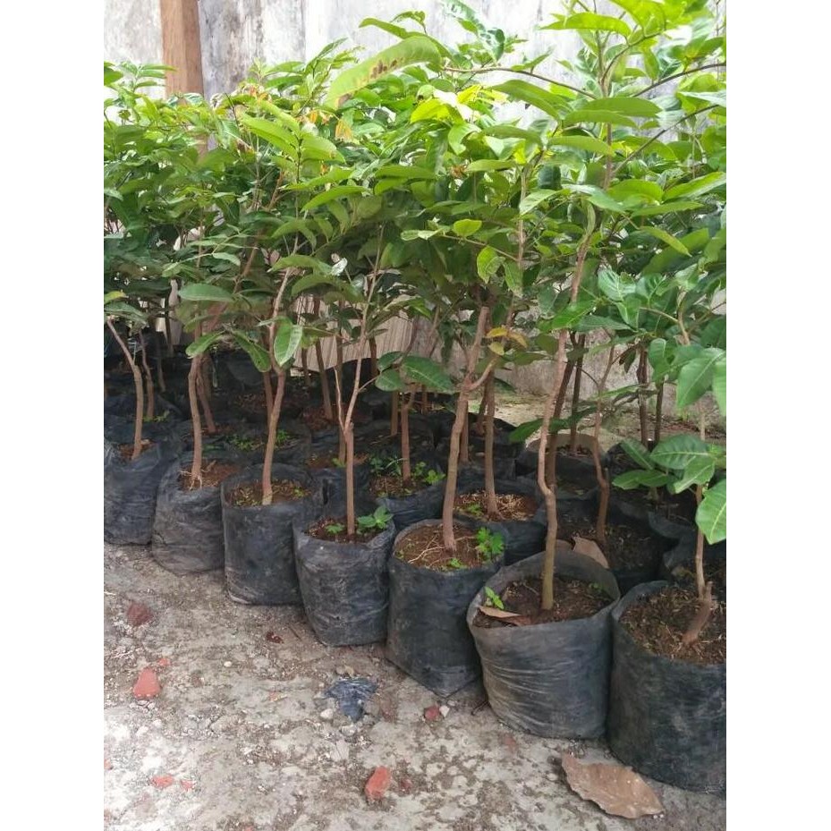 

Terlaris Bibit Klengkeng Aroma Durian
