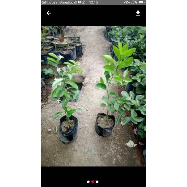 

Terlaris Bibit Jeruk Nipis Jumbo Dhbhdn 4847Fd