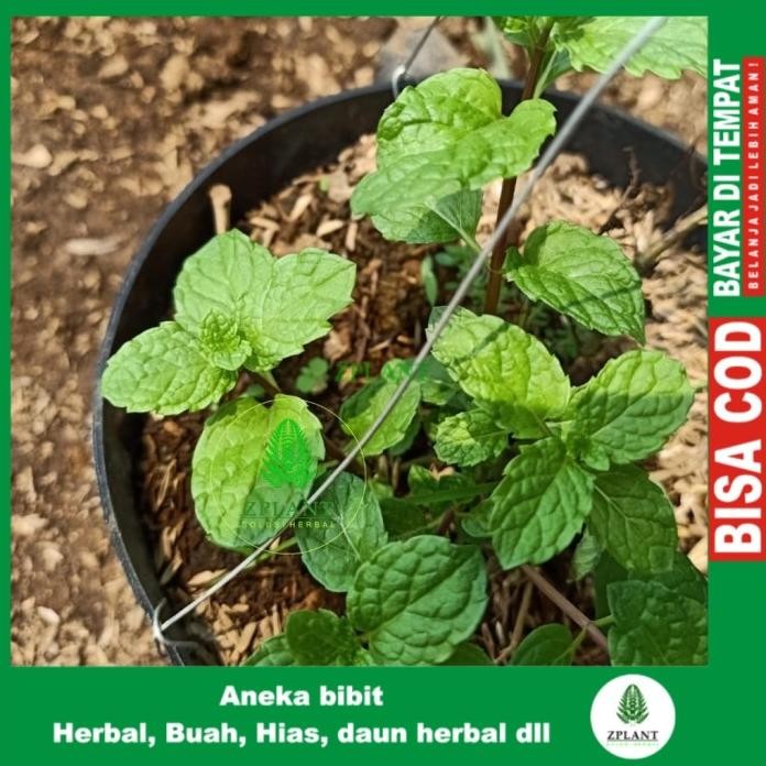 

Terlaris Bibit Tanaman Mint Spearmint - Daun Bahan Herbal - Pohon Obat