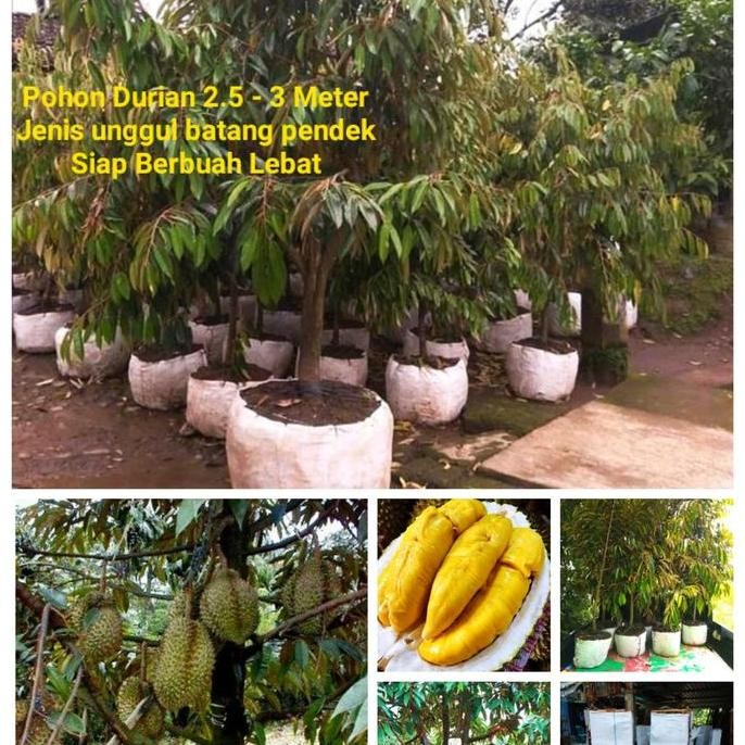 

Terlaris Pohon Bibit Durian Unggul Batang Pendek Siap Berbuah Tinggi 2.5 - 3 M
