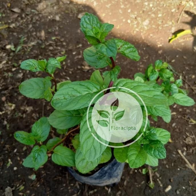 

Terlaris Um(1) Bibit Tanaman Coklat Mint / Pohon Chocolate Mint - Daun Mint
