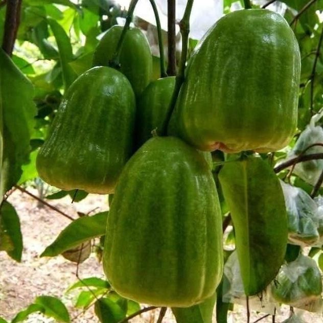 Terlaris Bibit Jambu Kiojok Okulasi