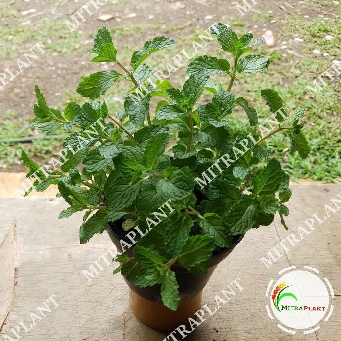 

Terlaris Xz1- Bibit Pohon Spearmint - Tanaman Daun Mint Menthol - Tanaman Herbal