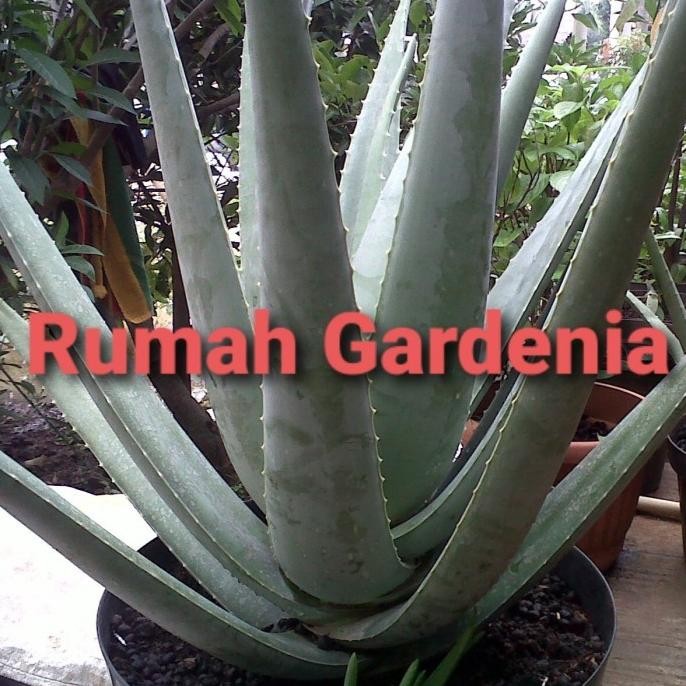 

Terlaris Bibit Aloe Vera/Lidah Buaya Barbadensis