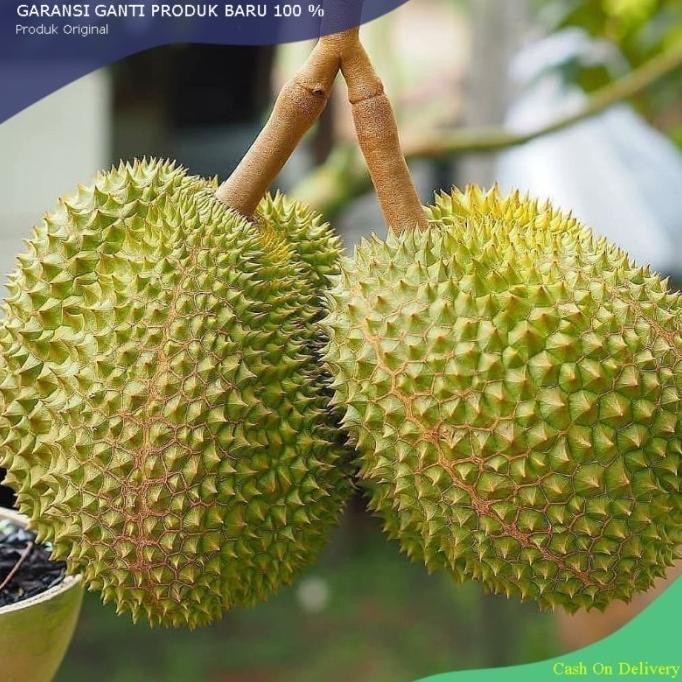 

Terlaris Bibit Durian Musangking Super Genjah Beli