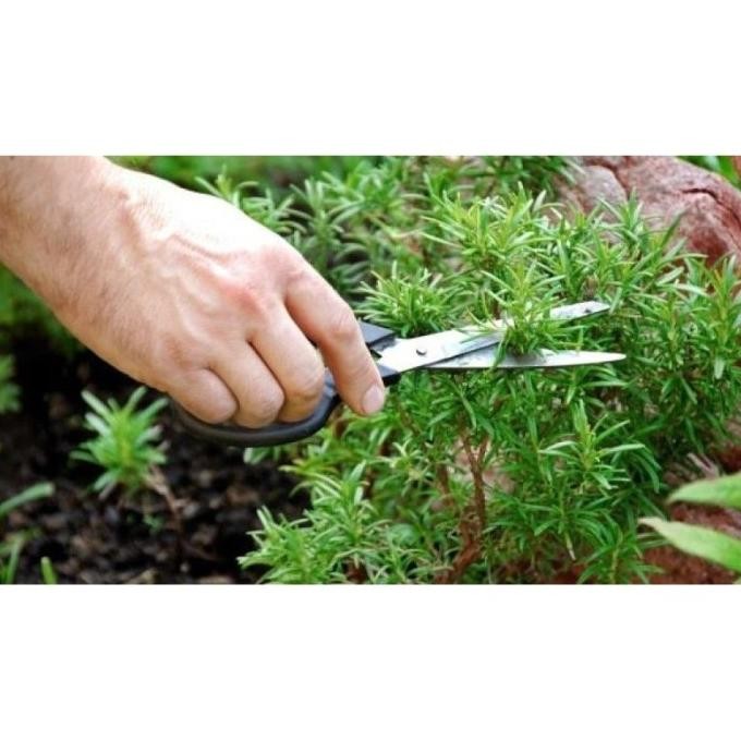 

Terlaris Terbaru Benih-Bibit Herba Rosemary (Haira Seed)